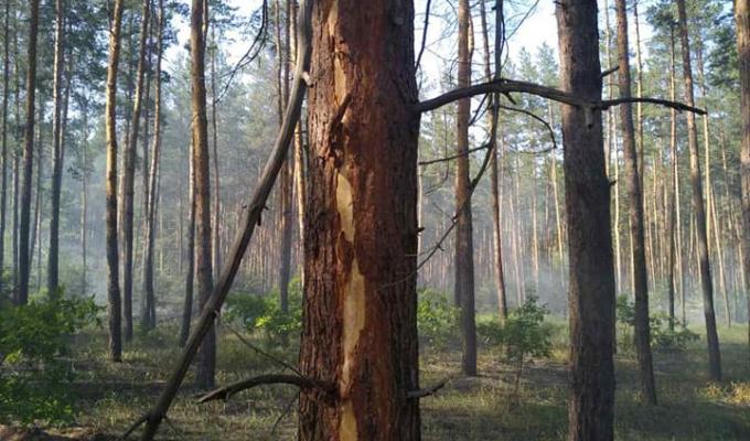 Через удар блискавки сталася лісова пожежа Через удар блискавки сталася лісова пожежа
