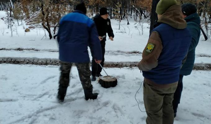 Виявлено незаконну рубку сухостійних дерев Виявлено незаконну рубку сухостійних дерев