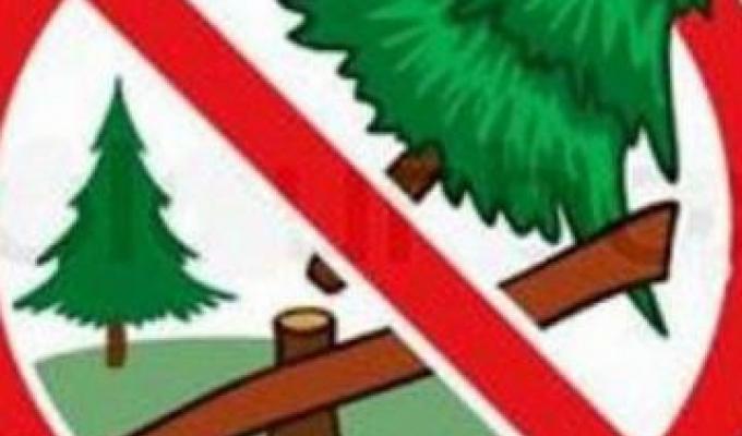 Напередодні різдвяно-новорічних свят майже кожна родина прикрашає ялинку Напередодні різдвяно-новорічних свят майже кожна родина прикрашає ялинку