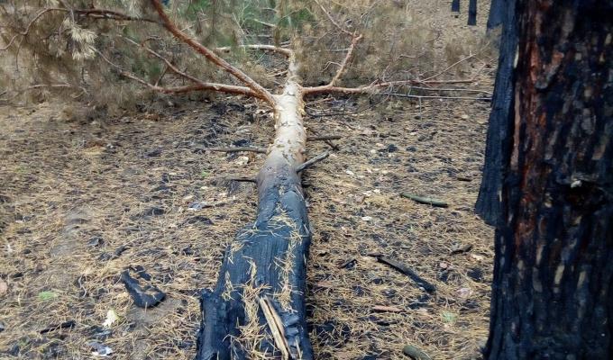 Обстеження згарищ в Трьохізбенському лісництві Обстеження згарищ в Трьохізбенському лісництві