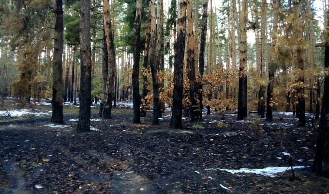 Проведено чергове обстеження соснових насаджень, які постраждали від жовтневої пожежі Проведено чергове обстеження соснових насаджень, які постраждали від жовтневої пожежі