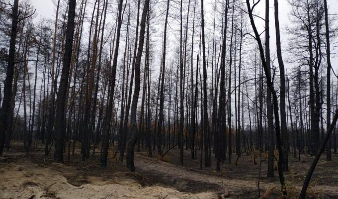 Продовжується лісопатологічне обстеження лісових насаджень ДП “Новоайдарське ЛМГ”, які постраждали від пожежі у поточному році Продовжується лісопатологічне обстеження лісових насаджень ДП “Новоайдарське ЛМГ”, які постраждали від пожежі у поточному році