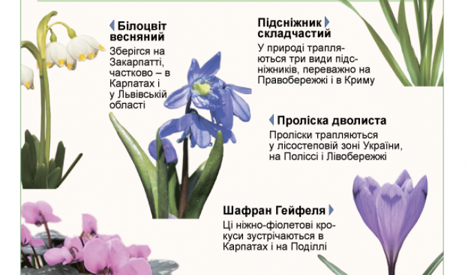 За збір, перевезення і торгівлю першоцвітами – штраф! За збір, перевезення і торгівлю першоцвітами – штраф!