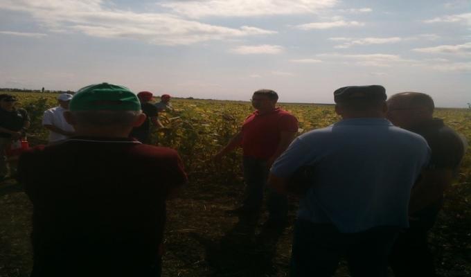 День Поля в Новоайдарському районі