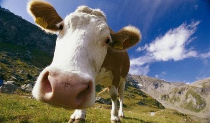 Урядова програма підтримки  утримання молодняка ВРХ (за утримання молодняка до 13 місячного віку 2500 гривень на голову)