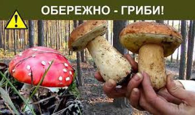 Для того, щоб уникнути отруєння дикорослими грибами, виконуйте наступні рекомендації!!! Для того, щоб уникнути отруєння дикорослими грибами, виконуйте наступні рекомендації!!!