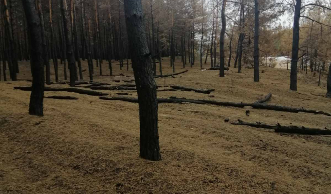 Комісія продовжує обстеження насаджень Трьохізбенського лісництва ДП "Новоайдарське ЛМГ” Комісія продовжує обстеження насаджень Трьохізбенського лісництва ДП "Новоайдарське ЛМГ”