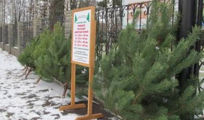 Про охорону хвойних молодняків у передноворічний період  2018 року