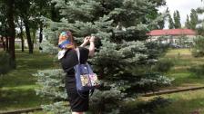 Жінка в чорній сукні та яскравій квітчастій хустці стоїть спиною до камери, тримаючи на плечі синю сумку, і торкається гілок пишної ялини в парку.