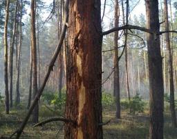 Через удар блискавки сталася лісова пожежа
