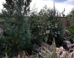 Виявлено та ліквідовано посіви коноплі