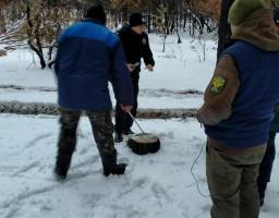 Виявлено незаконну рубку сухостійних дерев