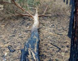 Обстеження згарищ в Трьохізбенському лісництві