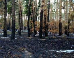 Проведено чергове обстеження соснових насаджень, які постраждали від жовтневої пожежі