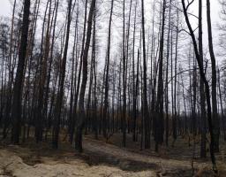 Продовжується лісопатологічне обстеження лісових насаджень ДП “Новоайдарське ЛМГ”, які постраждали від пожежі у поточному році