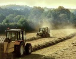 Почалася збиральна кампанія ранніх зернових та зернобобових культур на Луганщині
