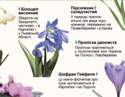 За збір, перевезення і торгівлю першоцвітами – штраф!