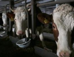 «Краще вилити, ніж продавати», – фермерам Луганщини окупанти пропонують по 7 рублів за літр молока