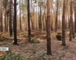 #Вірю_в_ЗСУ У лісах Кремінщини нищать росіян бійці 2-го механізованого батальйону 67-ї окремої механізованої бригади «ДУК» - репортаж з Луганщини (відео)