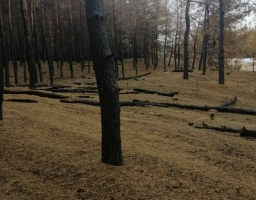 Комісія продовжує обстеження насаджень Трьохізбенського лісництва ДП "Новоайдарське ЛМГ” 