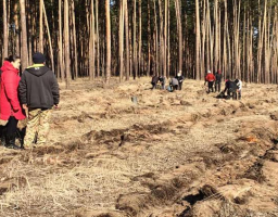 Лісівники ДП «Новоайдарське ЛМГ» продовжують весняну лісокультурну кампанію