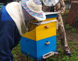 Щодо отримання дотації за наявні бджолосім’ї