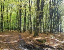 В Новоайдарському районі оголосили комплексну памʼятку природи та ландшафтний заказник місцевого значення
